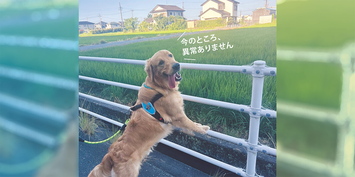 TOPs_ten-gogopato-ten_pc