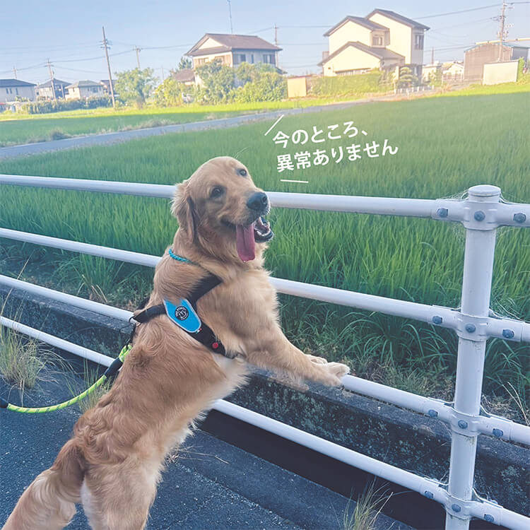 TOPs_ten-gogopato-ten_sp